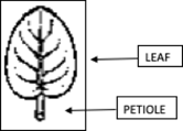 Diagram of a leaf with "leaf" and "petiole" indicated.