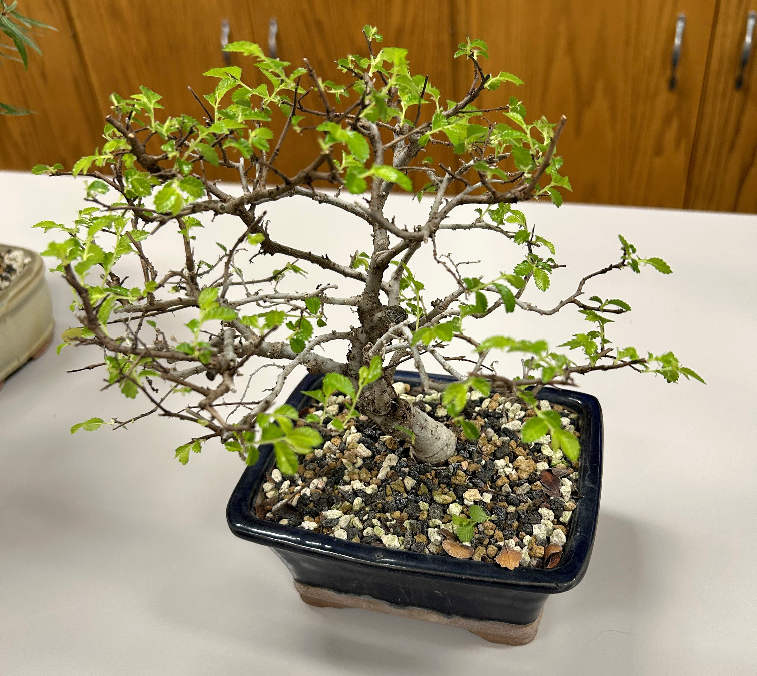 The Art of Bonsai at Swisher Library – Johnson County Master