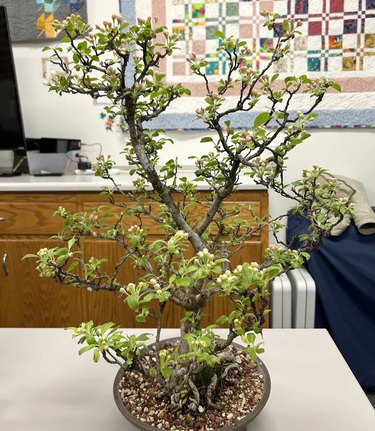 ficus bonsai zimmerpflanze Bonsai Ficus Ginseng – Pflanzen für Flaschengarten – Greenery Living main image 1