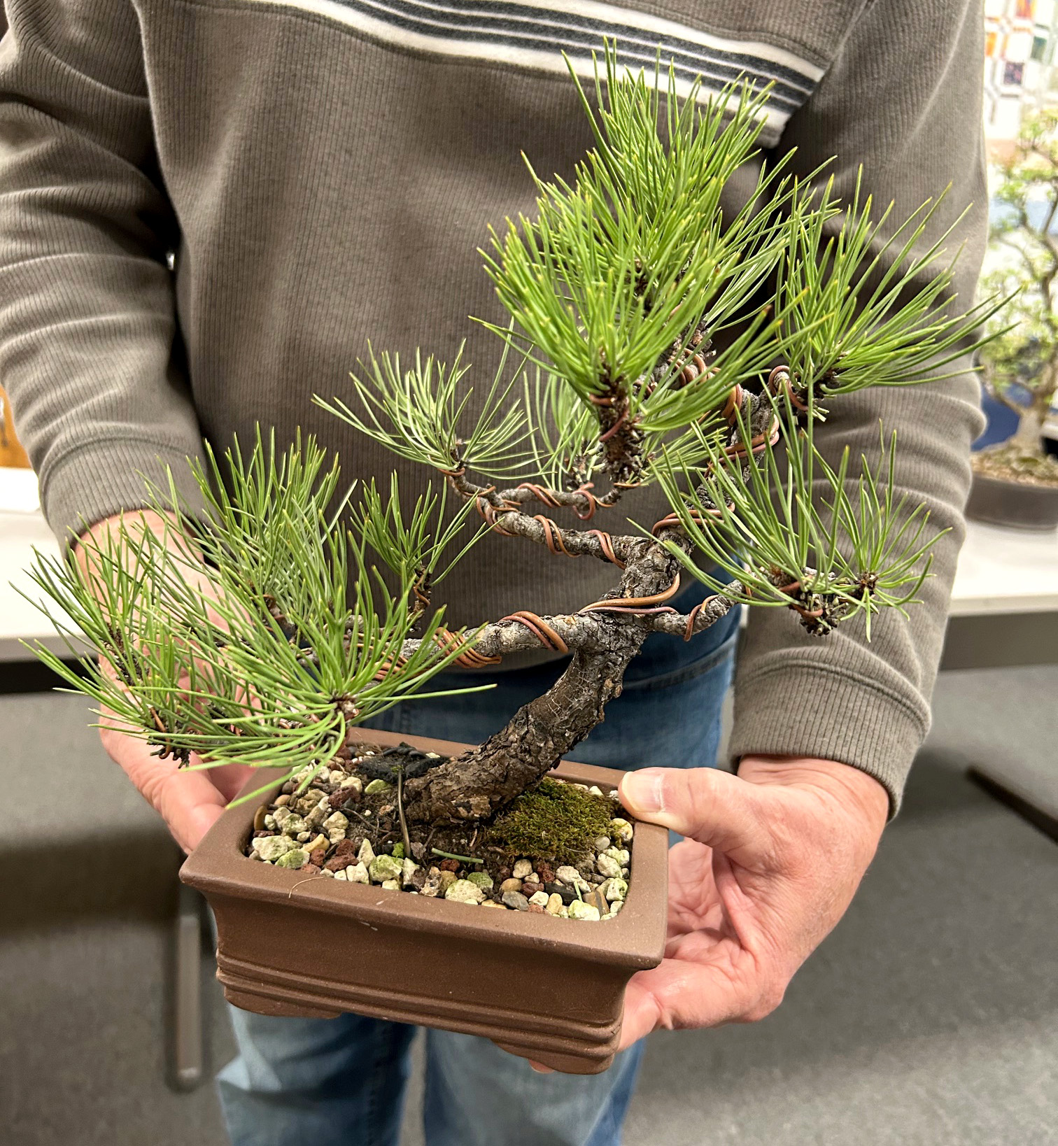 The Art of Bonsai at Swisher Library – Johnson County Master
