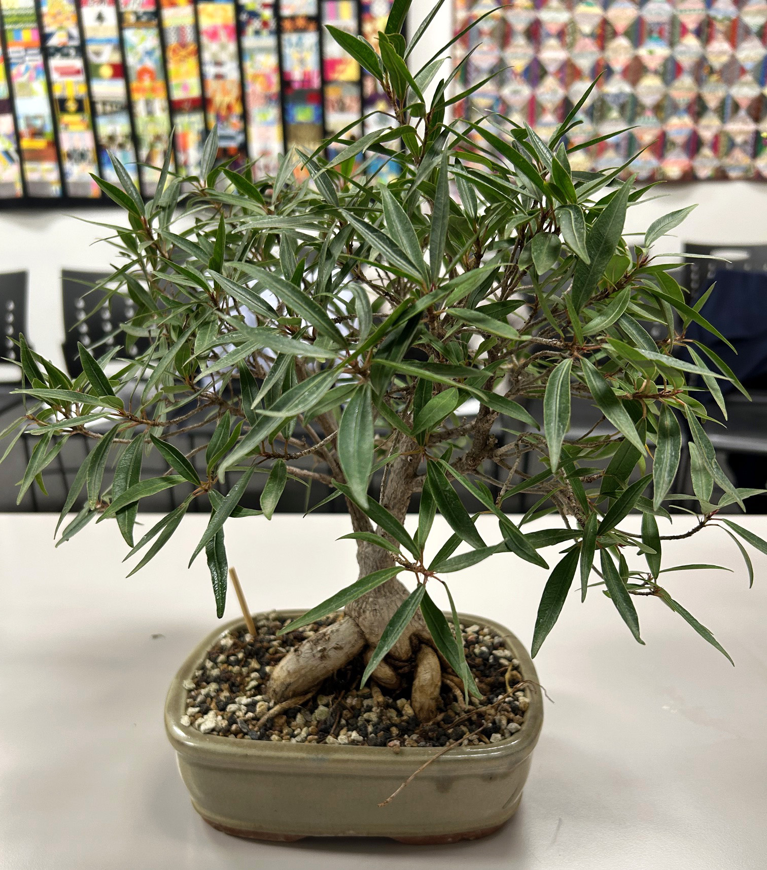 The Art of Bonsai at Swisher Library – Johnson County Master