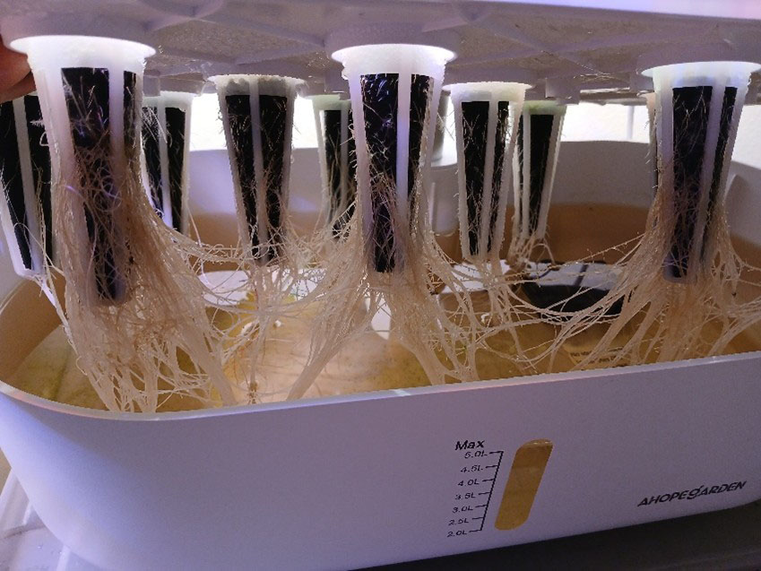 Desktop Hydroponics: Fresh Greens All Year – Johnson County Master ...